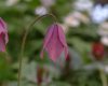 Show product details for Meconopsis x cookei Old Rose